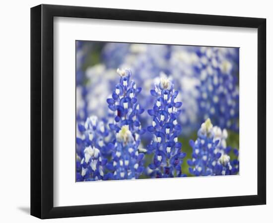 Close Up of Group of Texas Bluebonnets, Texas, USA-Julie Eggers-Framed Photographic Print