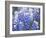 Close Up of Group of Texas Bluebonnets, Texas, USA-Julie Eggers-Framed Photographic Print