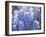 Close Up of Group of Texas Bluebonnets, Texas, USA-Julie Eggers-Framed Photographic Print