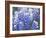 Close Up of Group of Texas Bluebonnets, Texas, USA-Julie Eggers-Framed Photographic Print