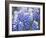 Close Up of Group of Texas Bluebonnets, Texas, USA-Julie Eggers-Framed Photographic Print