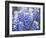 Close Up of Group of Texas Bluebonnets, Texas, USA-Julie Eggers-Framed Photographic Print