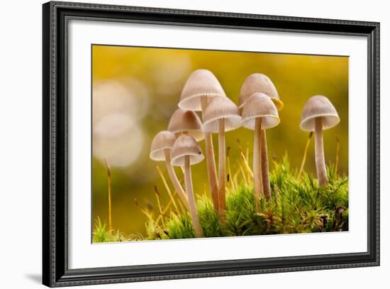 Close-Up of Group of Toadstools (Mycena Sp) Autumn. Leicestershire, UK. November-Ross Hoddinott-Framed Photographic Print