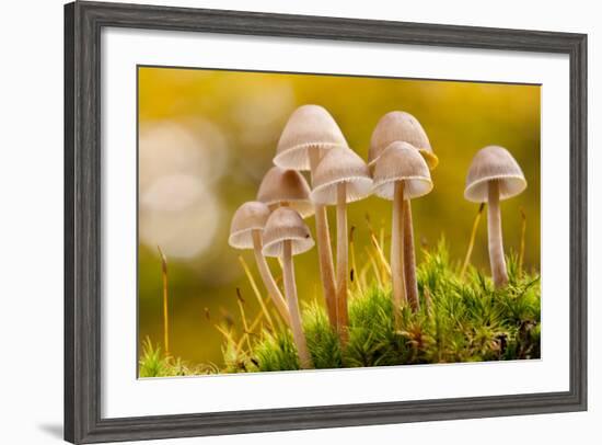 Close-Up of Group of Toadstools (Mycena Sp) Autumn. Leicestershire, UK. November-Ross Hoddinott-Framed Photographic Print