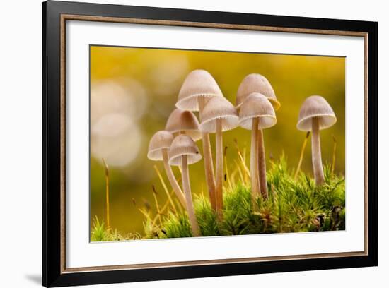 Close-Up of Group of Toadstools (Mycena Sp) Autumn. Leicestershire, UK. November-Ross Hoddinott-Framed Photographic Print