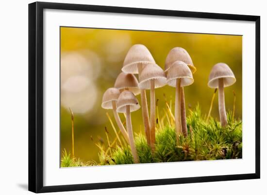 Close-Up of Group of Toadstools (Mycena Sp) Autumn. Leicestershire, UK. November-Ross Hoddinott-Framed Photographic Print