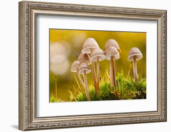 Close-Up of Group of Toadstools (Mycena Sp) Autumn. Leicestershire, UK. November-Ross Hoddinott-Framed Photographic Print