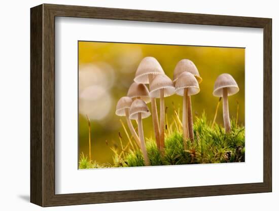 Close-Up of Group of Toadstools (Mycena Sp) Autumn. Leicestershire, UK. November-Ross Hoddinott-Framed Photographic Print