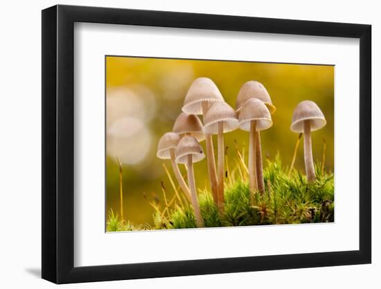 Close-Up of Group of Toadstools (Mycena Sp) Autumn. Leicestershire, UK. November-Ross Hoddinott-Framed Photographic Print