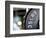 Close-Up of Gym Weightlifting Equipment-Matt Freedman-Framed Photographic Print