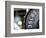 Close-Up of Gym Weightlifting Equipment-Matt Freedman-Framed Photographic Print