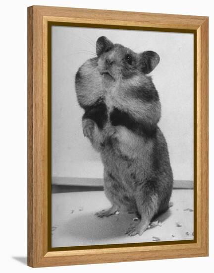 Close Up of Hamster Standing on Its Hind Legs at Chicago University-Wallace Kirkland-Framed Premier Image Canvas