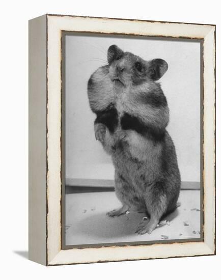 Close Up of Hamster Standing on Its Hind Legs at Chicago University-Wallace Kirkland-Framed Premier Image Canvas