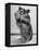 Close Up of Hamster Standing on Its Hind Legs at Chicago University-Wallace Kirkland-Framed Premier Image Canvas