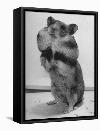 Close Up of Hamster Standing on Its Hind Legs at Chicago University-Wallace Kirkland-Framed Premier Image Canvas