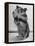 Close Up of Hamster Standing on Its Hind Legs at Chicago University-Wallace Kirkland-Framed Premier Image Canvas