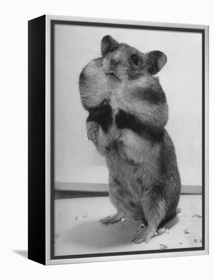 Close Up of Hamster Standing on Its Hind Legs at Chicago University-Wallace Kirkland-Framed Premier Image Canvas