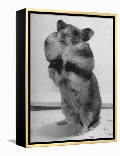 Close Up of Hamster Standing on Its Hind Legs at Chicago University-Wallace Kirkland-Framed Premier Image Canvas