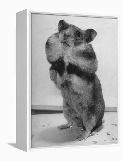 Close Up of Hamster Standing on Its Hind Legs at Chicago University-Wallace Kirkland-Framed Premier Image Canvas