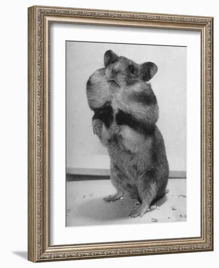 Close Up of Hamster Standing on Its Hind Legs at Chicago University-Wallace Kirkland-Framed Photographic Print