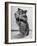 Close Up of Hamster Standing on Its Hind Legs at Chicago University-Wallace Kirkland-Framed Photographic Print