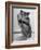 Close Up of Hamster Standing on Its Hind Legs at Chicago University-Wallace Kirkland-Framed Photographic Print