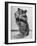 Close Up of Hamster Standing on Its Hind Legs at Chicago University-Wallace Kirkland-Framed Photographic Print