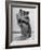 Close Up of Hamster Standing on Its Hind Legs at Chicago University-Wallace Kirkland-Framed Photographic Print