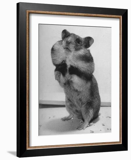 Close Up of Hamster Standing on Its Hind Legs at Chicago University-Wallace Kirkland-Framed Photographic Print