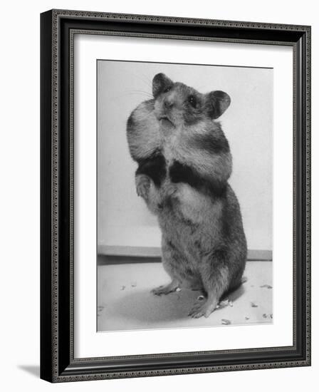 Close Up of Hamster Standing on Its Hind Legs at Chicago University-Wallace Kirkland-Framed Photographic Print