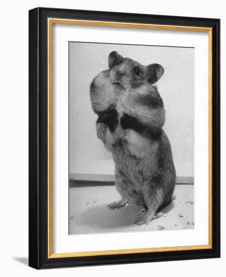 Close Up of Hamster Standing on Its Hind Legs at Chicago University-Wallace Kirkland-Framed Photographic Print