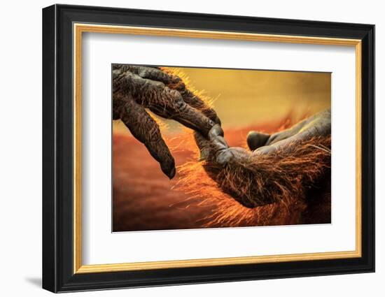 Close up of hands of a Bornean Orangutan, Borneo-Uri Golman-Framed Photographic Print