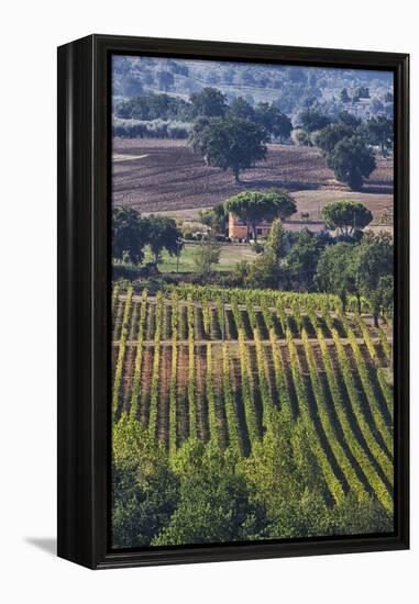 Close Up of Harvest Time Vineyards-Terry Eggers-Framed Premier Image Canvas