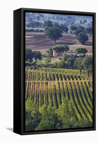 Close Up of Harvest Time Vineyards-Terry Eggers-Framed Premier Image Canvas