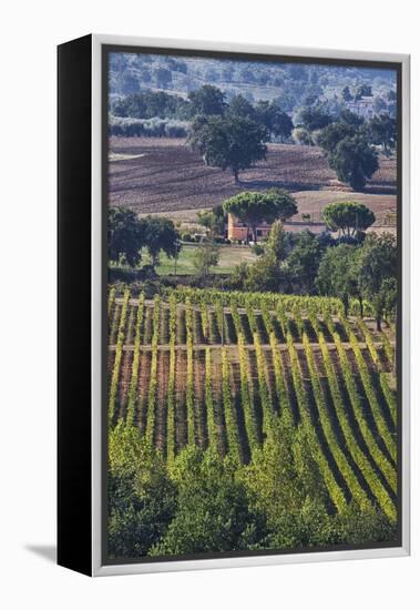 Close Up of Harvest Time Vineyards-Terry Eggers-Framed Premier Image Canvas