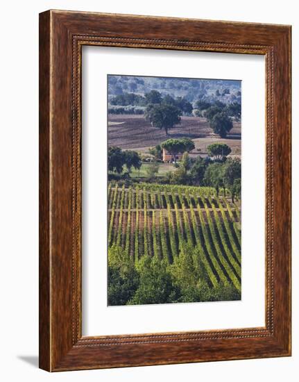 Close Up of Harvest Time Vineyards-Terry Eggers-Framed Photographic Print