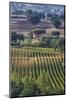 Close Up of Harvest Time Vineyards-Terry Eggers-Mounted Photographic Print