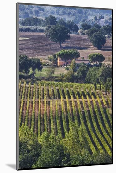 Close Up of Harvest Time Vineyards-Terry Eggers-Mounted Photographic Print