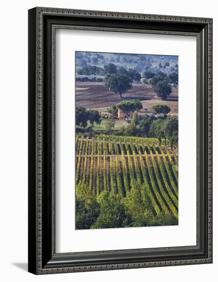 Close Up of Harvest Time Vineyards-Terry Eggers-Framed Photographic Print