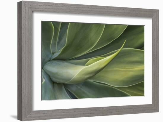 Close Up Of Hawaiian Flora-Karine Aigner-Framed Photographic Print