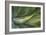 Close Up Of Hawaiian Flora-Karine Aigner-Framed Photographic Print