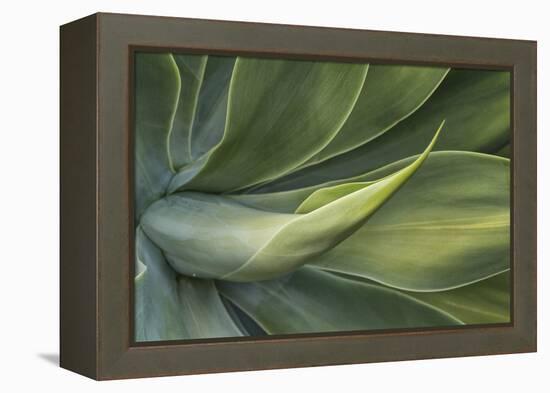 Close Up Of Hawaiian Flora-Karine Aigner-Framed Premier Image Canvas