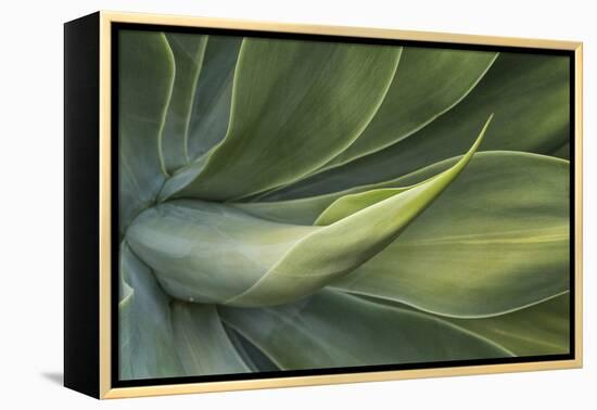 Close Up Of Hawaiian Flora-Karine Aigner-Framed Premier Image Canvas