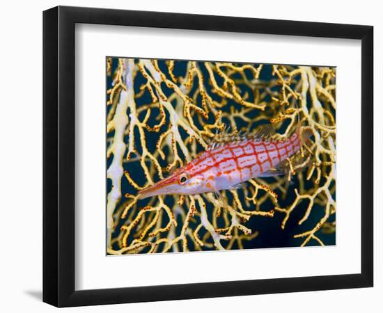 Close-Up of Hawkfish Amid Sea Fan, Raja Ampat, Indonesia-Jones-Shimlock-Framed Photographic Print