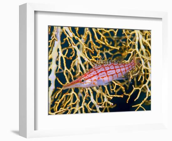 Close-Up of Hawkfish Amid Sea Fan, Raja Ampat, Indonesia-Jones-Shimlock-Framed Photographic Print