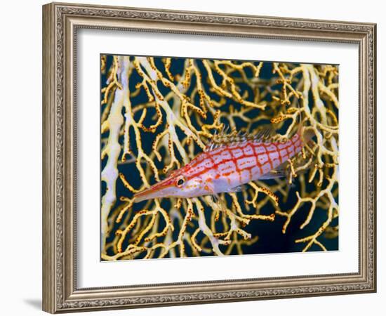 Close-Up of Hawkfish Amid Sea Fan, Raja Ampat, Indonesia-Jones-Shimlock-Framed Photographic Print