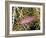 Close-Up of Hawkfish Amid Sea Fan, Raja Ampat, Indonesia-Jones-Shimlock-Framed Photographic Print