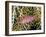 Close-Up of Hawkfish Amid Sea Fan, Raja Ampat, Indonesia-Jones-Shimlock-Framed Photographic Print