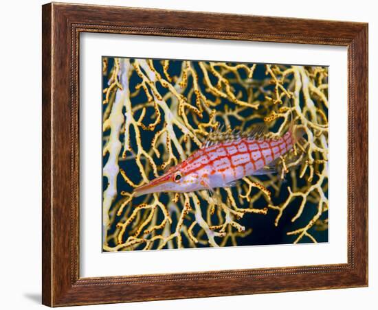 Close-Up of Hawkfish Amid Sea Fan, Raja Ampat, Indonesia-Jones-Shimlock-Framed Photographic Print