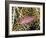 Close-Up of Hawkfish Amid Sea Fan, Raja Ampat, Indonesia-Jones-Shimlock-Framed Photographic Print